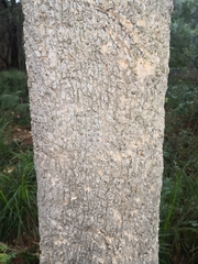 Melicope elleryana