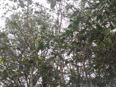 Melicope elleryana