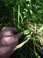 Persicaria