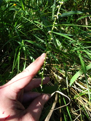 Persicaria