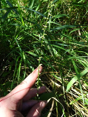 Persicaria