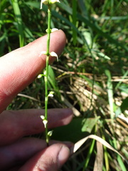 Persicaria