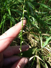 Persicaria
