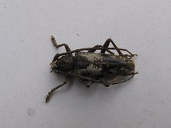 Enaphalodes boyacanus