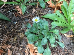 Bellium bellidioides