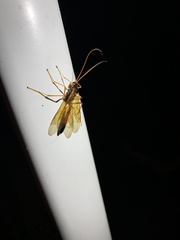 Ctenopelmatinae
