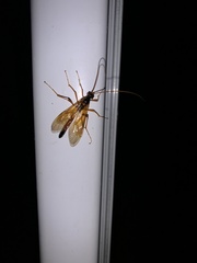 Ctenopelmatinae