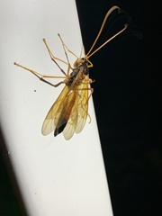 Ctenopelmatinae
