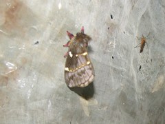 Paradirphia semirosea