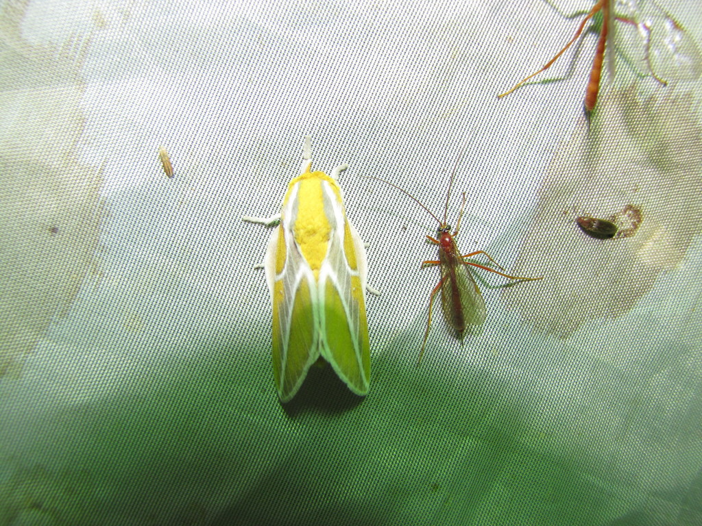 Syssphinx xanthina
