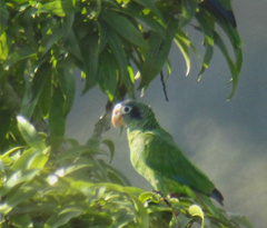 Amazona ventralis