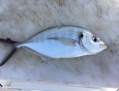 Pseudocaranx georgianus