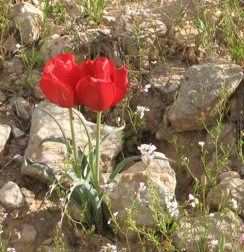 Tulipa systola, photograph 2