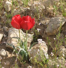 Tulipa systola, photograph (c) Henrik Kibak, some rights reserved (CC BY)