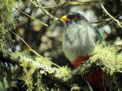 Priotelus roseigaster