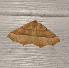Tetracis jubararia