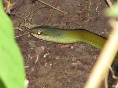 Mastigodryas dorsalis