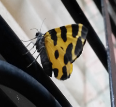 Pantherodes pardalaria