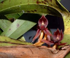 Maxillaria densa