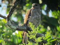 Buteo ridgwayi