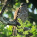 Ridgway's Hawk - Photo (c) alcedo77, some rights reserved (CC BY-NC)