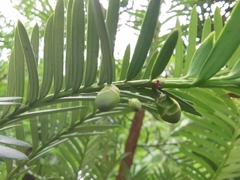 Taxus chinensis