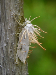 Akanthomyces tuberculatus