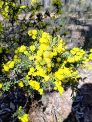 Acacia aspera