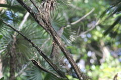 Coccyzus longirostris