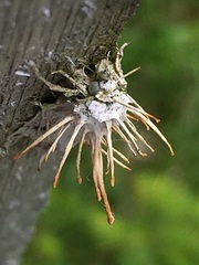 Akanthomyces tuberculatus