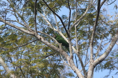 Psittacara chloropterus