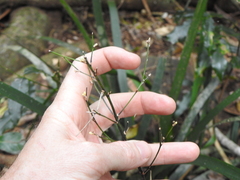 Romnalda strobilacea