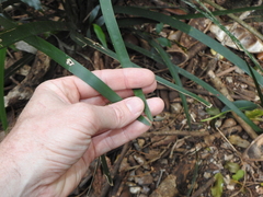 Romnalda strobilacea