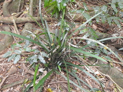 Romnalda strobilacea