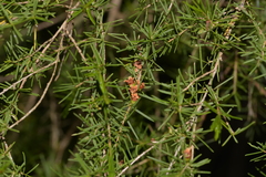 Baeckea linifolia