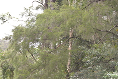 Baeckea linifolia
