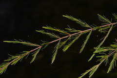 Baeckea linifolia