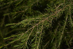 Baeckea linifolia