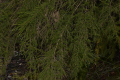Baeckea linifolia