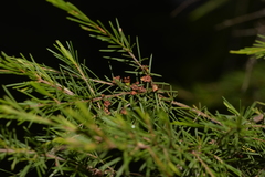 Baeckea linifolia