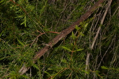 Baeckea linifolia