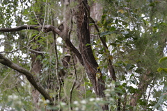 Baeckea linifolia