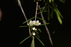 Baeckea linifolia