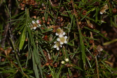 Baeckea linifolia