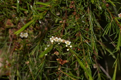 Baeckea linifolia