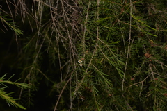 Baeckea linifolia