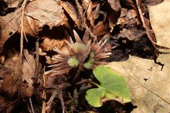 Thelephora penicillata