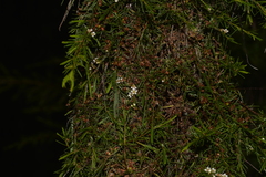 Baeckea linifolia