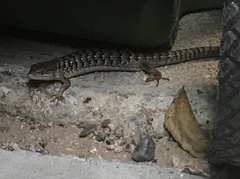 Elgaria multicarinata webbii