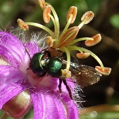 Hoplitis fulgida fulgida